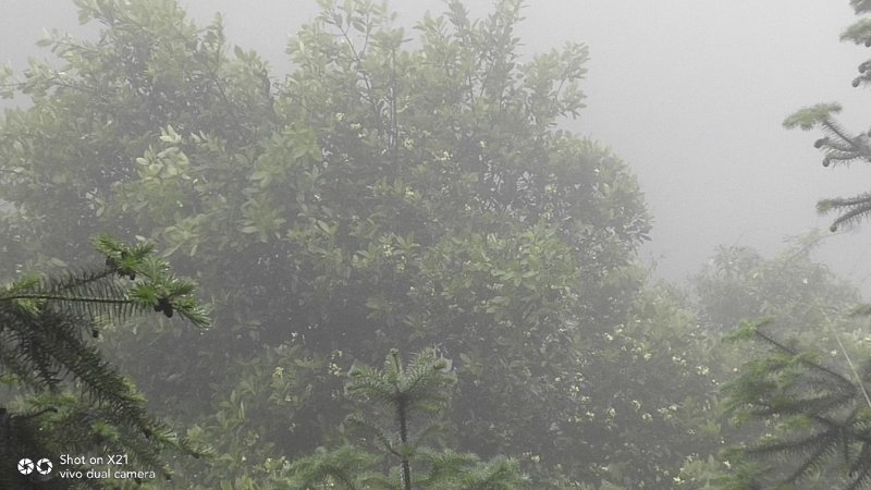 岭南山竹果黄金山竹果，木竹子果2020年新果排单中包邮