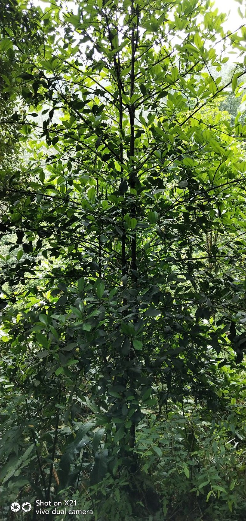 岭南山竹果黄金山竹果，木竹子果2020年新果排单中包邮
