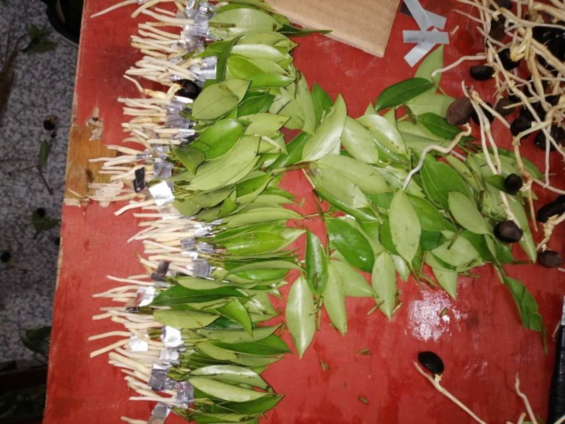 油茶苗，带营养杯，成活率百分之九十九以上