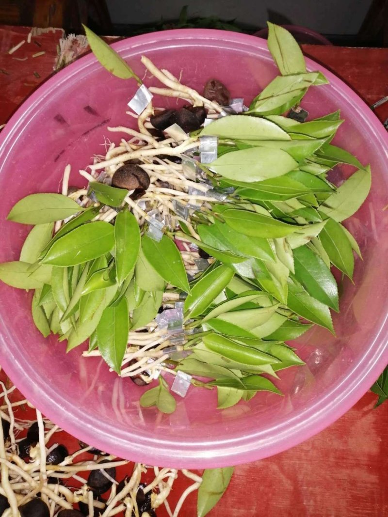油茶苗，带营养杯，成活率百分之九十九以上