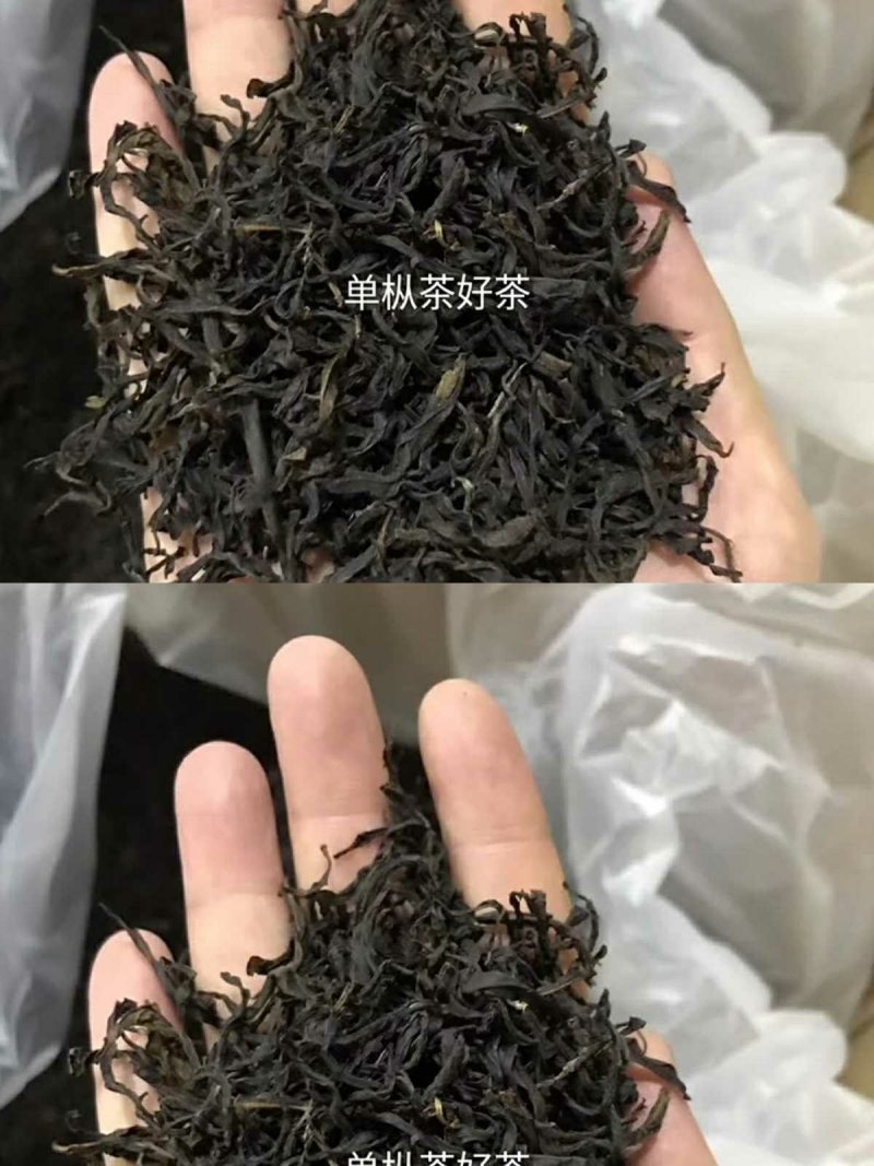 凤凰单枞茶