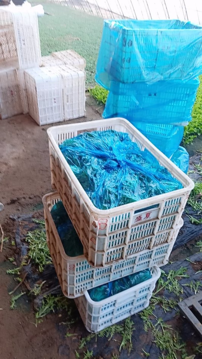 基地直销精品生菜需要的联系我