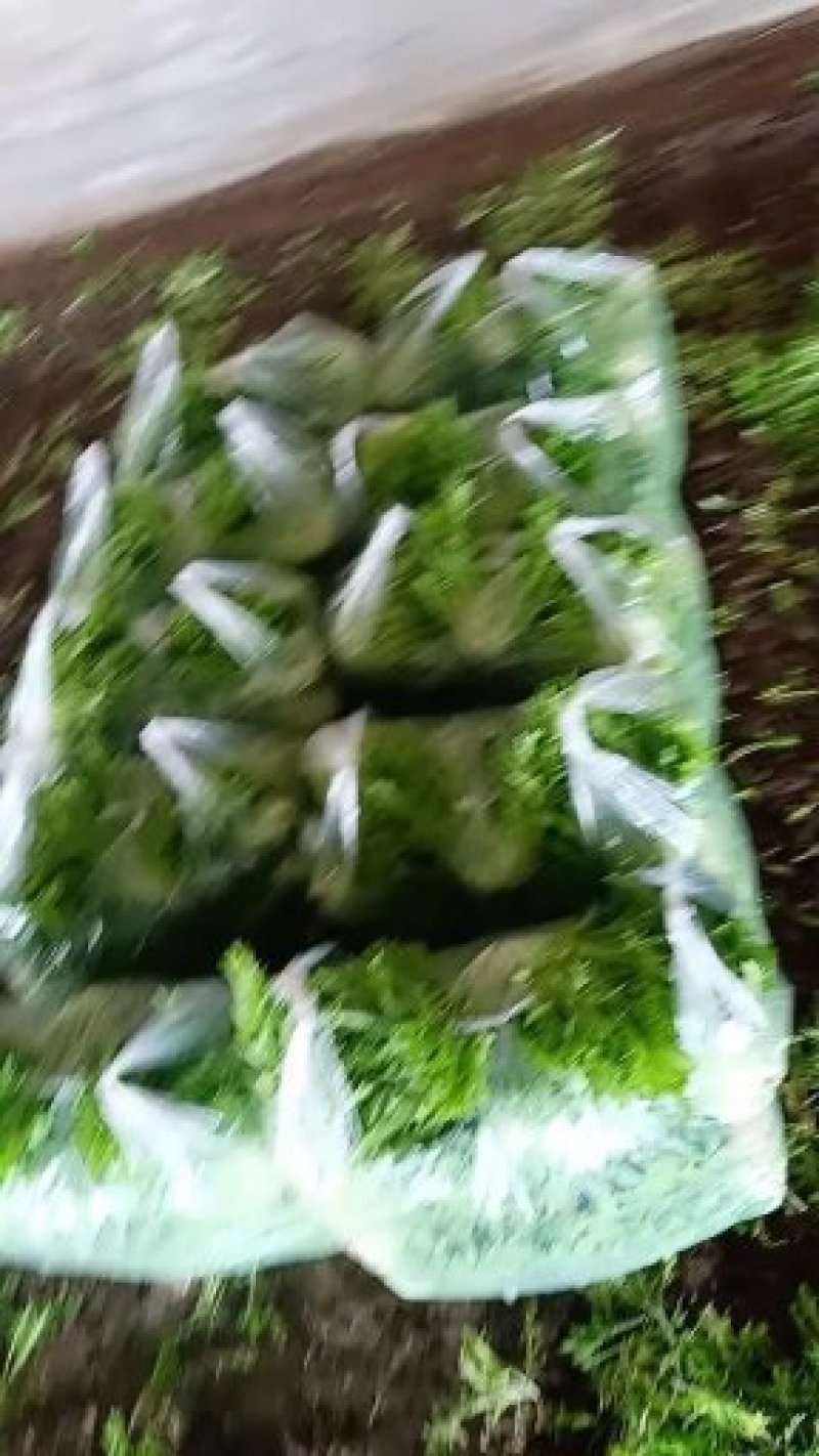 基地直销精品苦苣需要的联系我