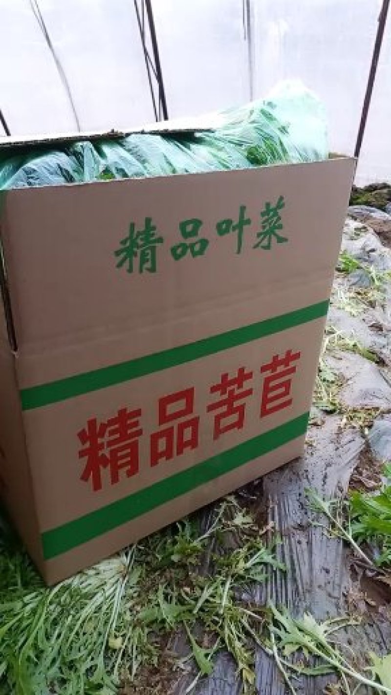 基地直销精品苦苣需要的联系我