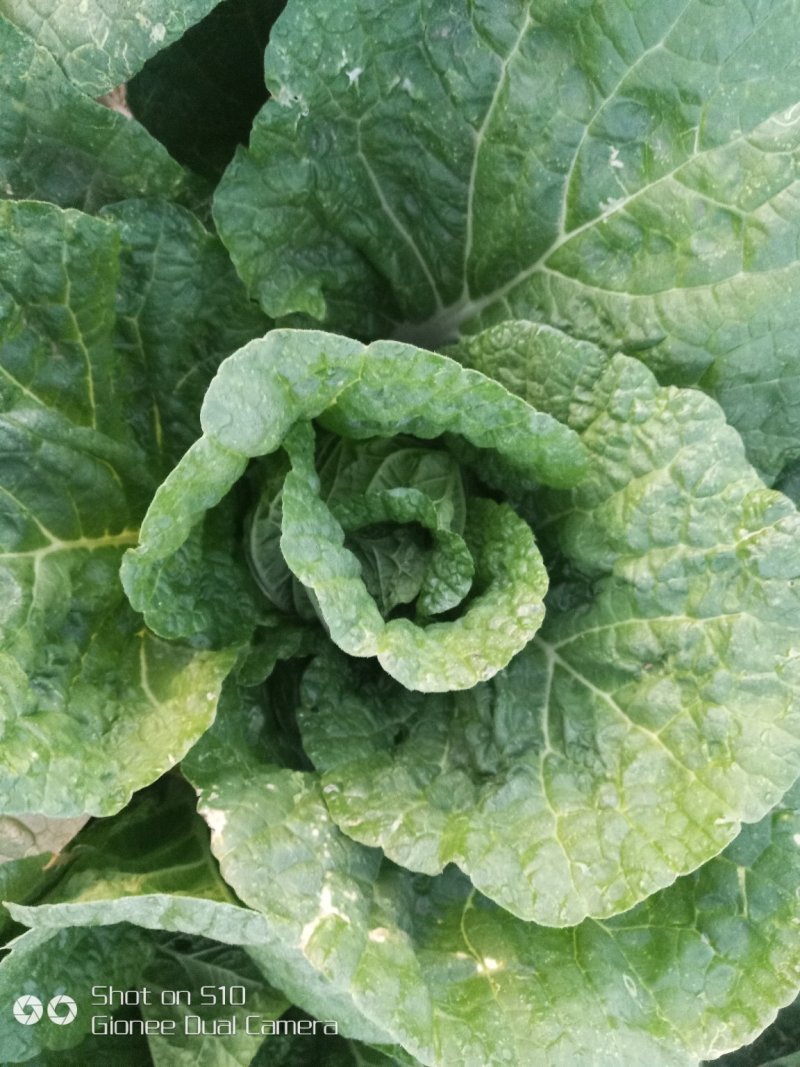 玲珑黄娃娃菜，