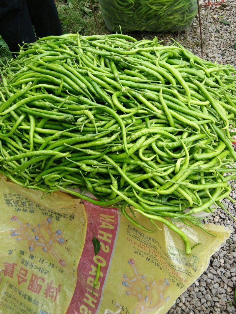 精品线椒