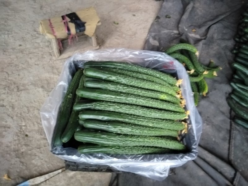 精品黄瓜