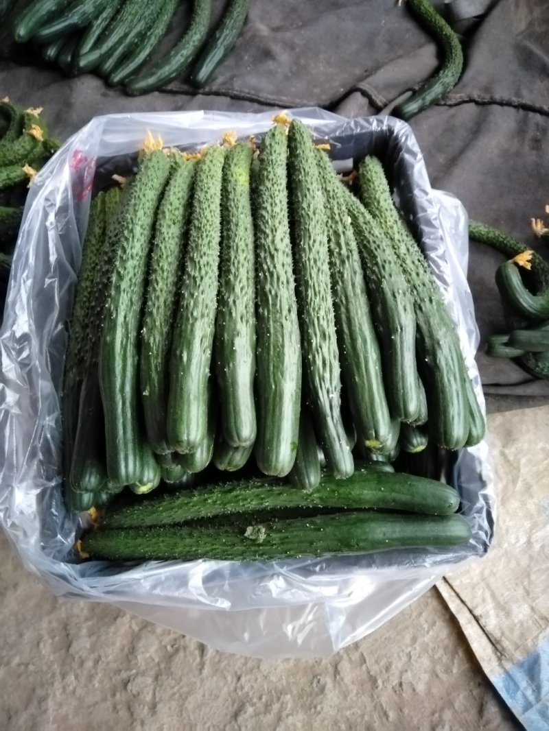 精品黄瓜