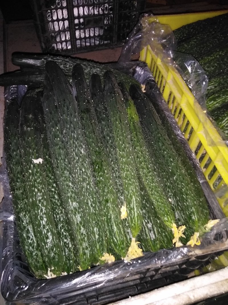 精品黄瓜
