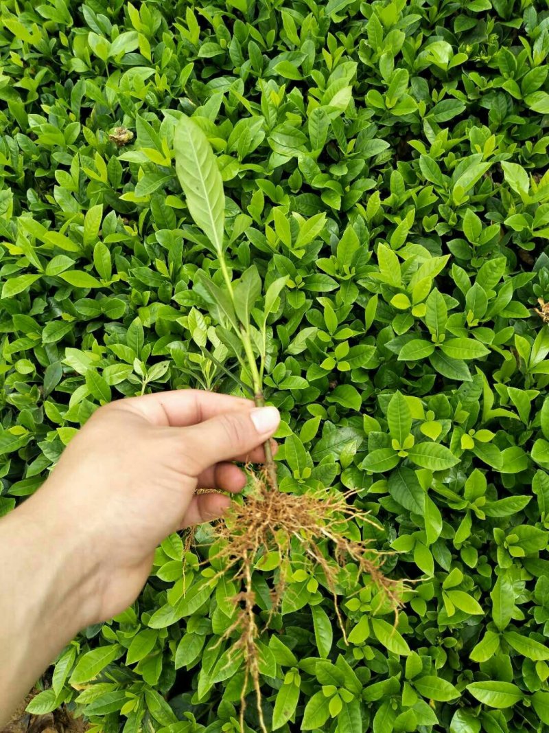 栀子花
