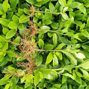 栀子花