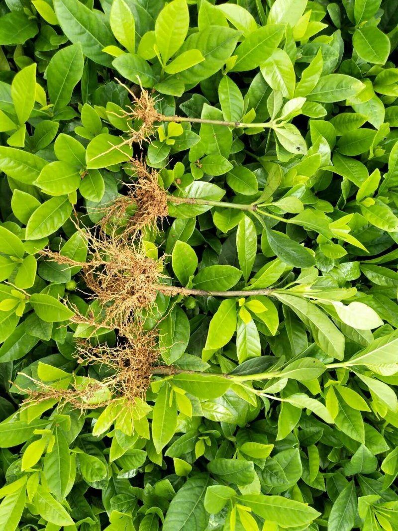 栀子花