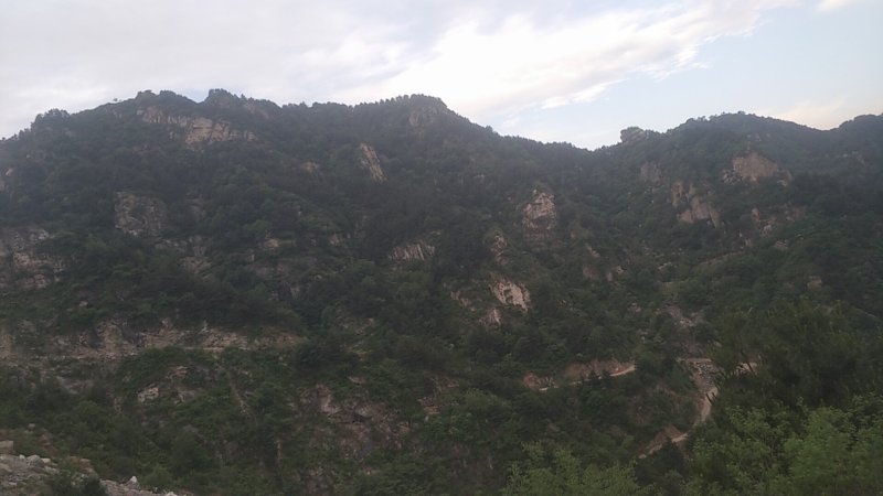 华北松针销售批发总公司