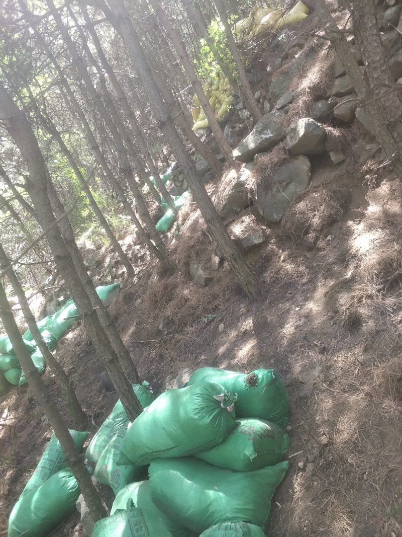 华北松针销售批发总公司