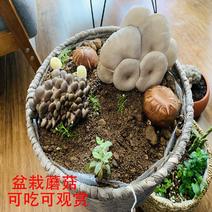 蘑菇蔬菜种子食用菌出菇包阳台室内植物菌包2包