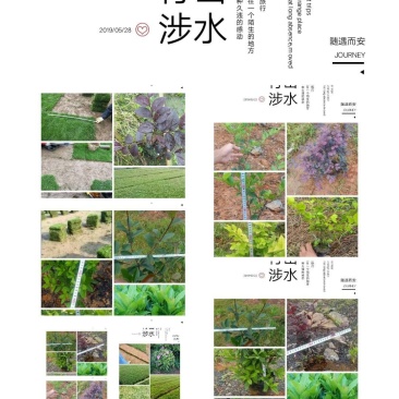 我，郴州市苏仙区清江花卉苗木草皮种植专业合作社大量出售各