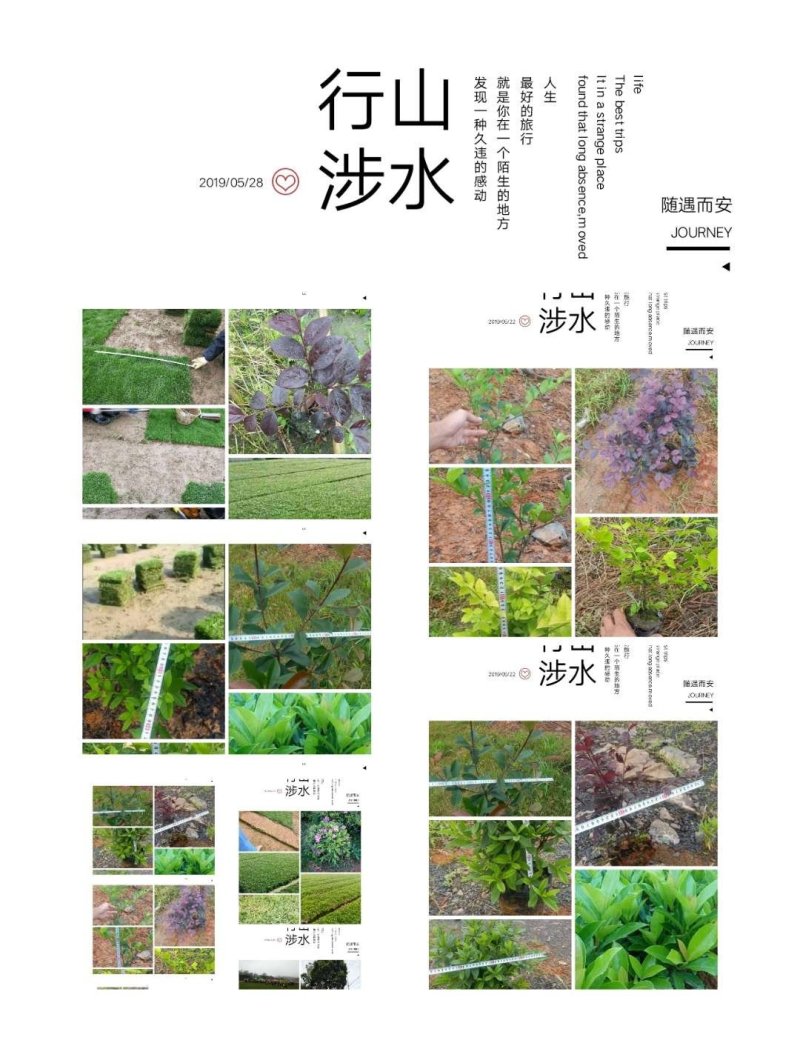我，郴州市苏仙区清江花卉苗木草皮种植专业合作社大量出售各