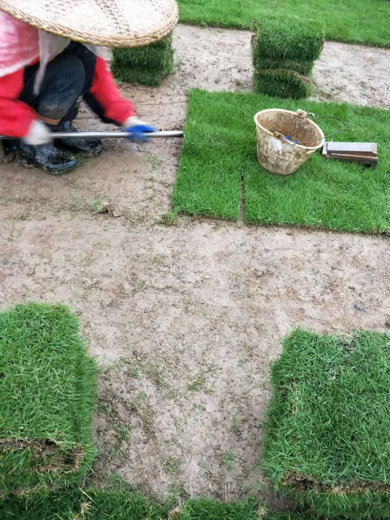 我，郴州市苏仙区清江花卉苗木草皮种植专业合作社大量出售各