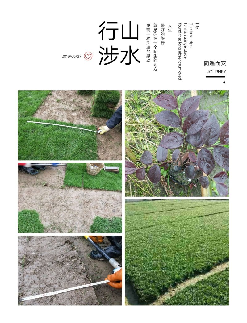 我，郴州市苏仙区清江花卉苗木草皮种植专业合作社大量出售各