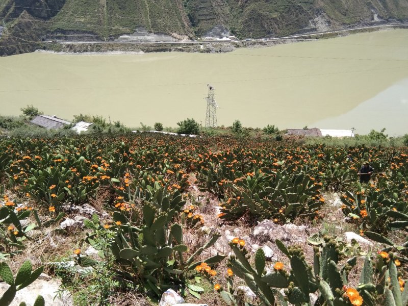 仙人掌果