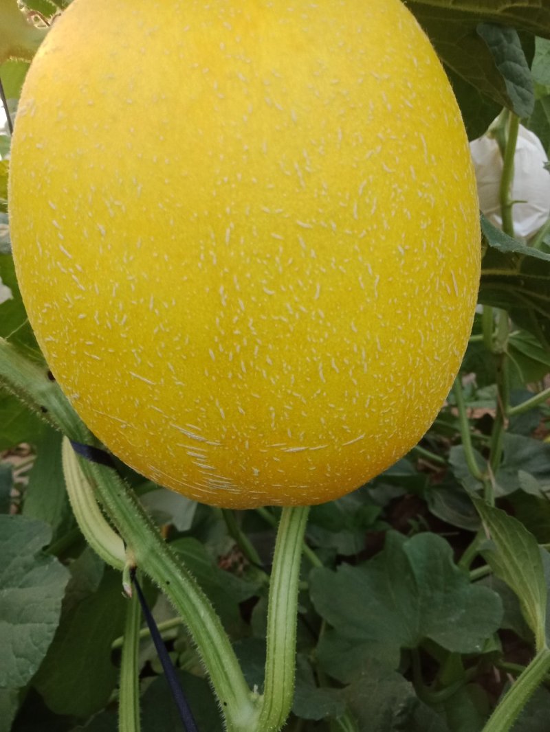 久瑞红
