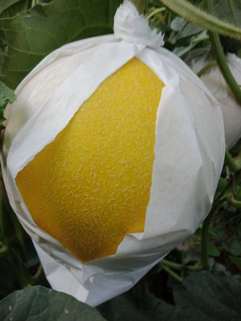 久瑞红