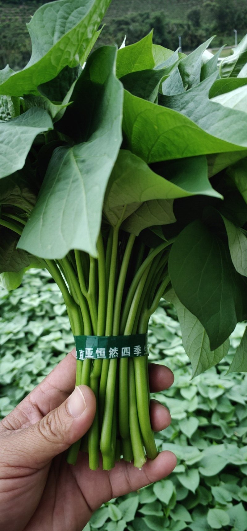 红薯叶红薯尖苕尖地瓜叶番薯叶（富硒菜和种苗）