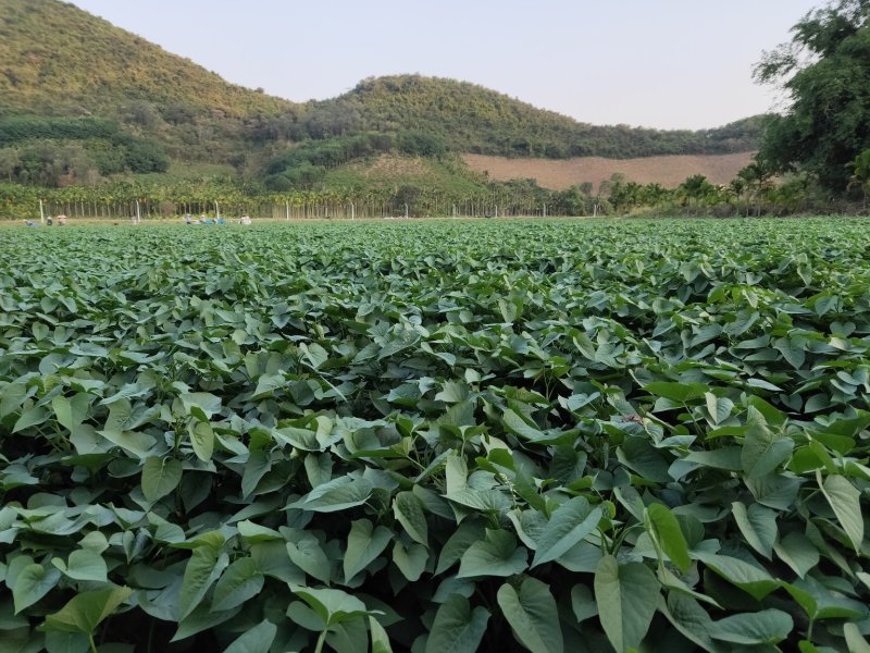 红薯叶红薯尖苕尖地瓜叶番薯叶（富硒菜和种苗）