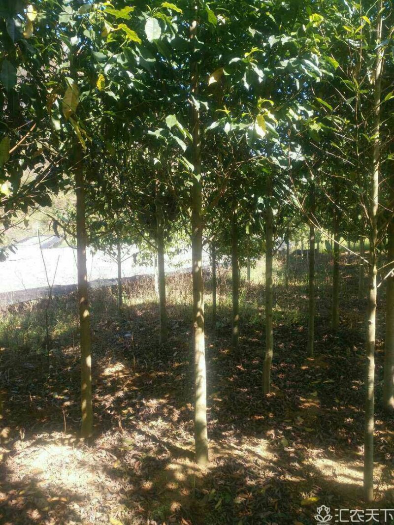 出售蓝花楹、紫薇、乐昌含笑等绿化树种