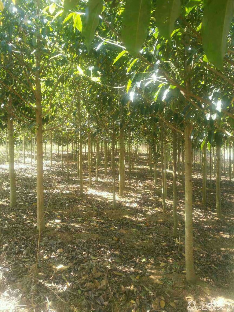 出售蓝花楹、紫薇、乐昌含笑等绿化树种