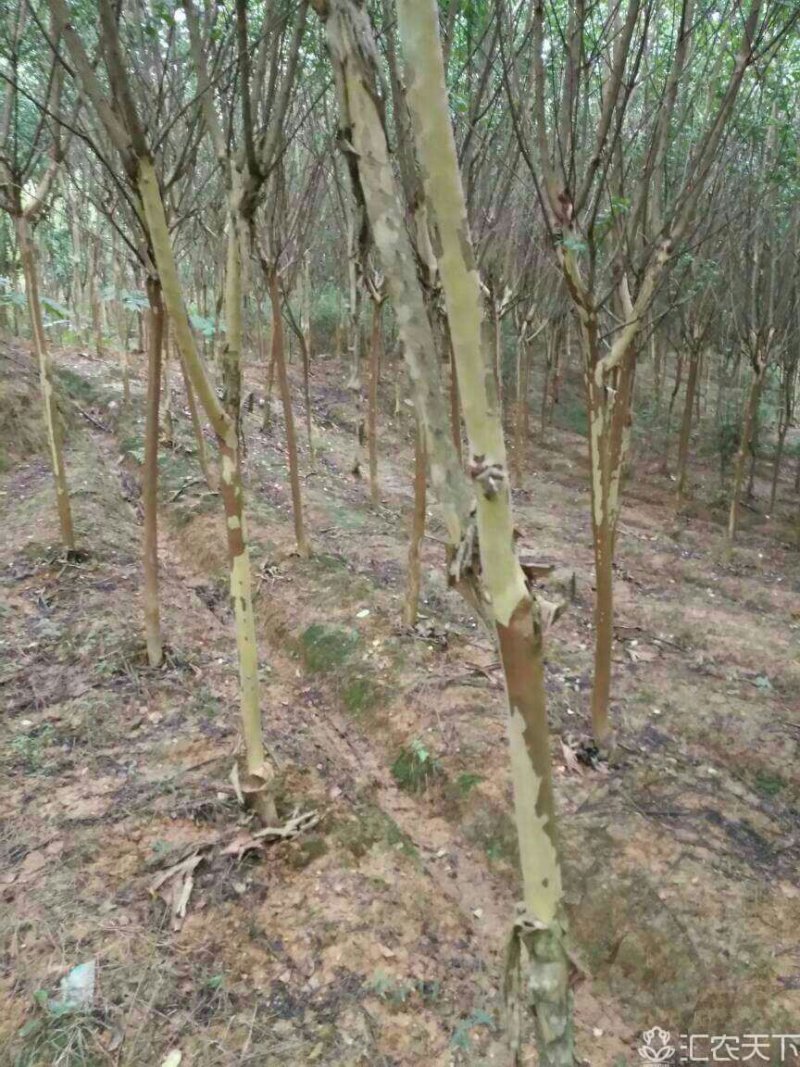 出售蓝花楹、紫薇、乐昌含笑等绿化树种