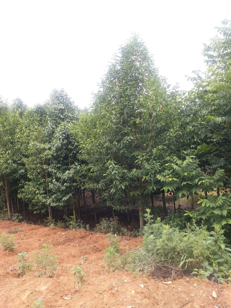 出售蓝花楹、紫薇、乐昌含笑等绿化树种