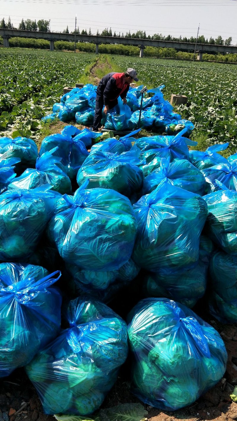 精品甘蓝大量上市保质保量量大有优惠欢迎前来洽谈合作