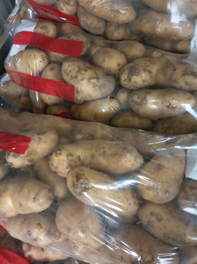 沃土，荷兰十五，希森，开封土豆，大量上市，产地直供