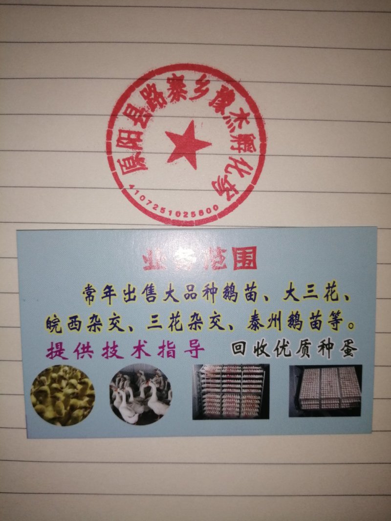 （成活率高）大品种鹅苗大三花优质鹅苗孵化场供货一手货源