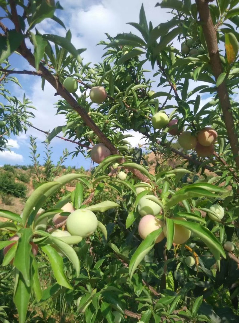 李子新上市中果四川攀枝花三华李