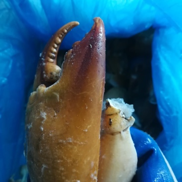 螃蟹钳（腿）