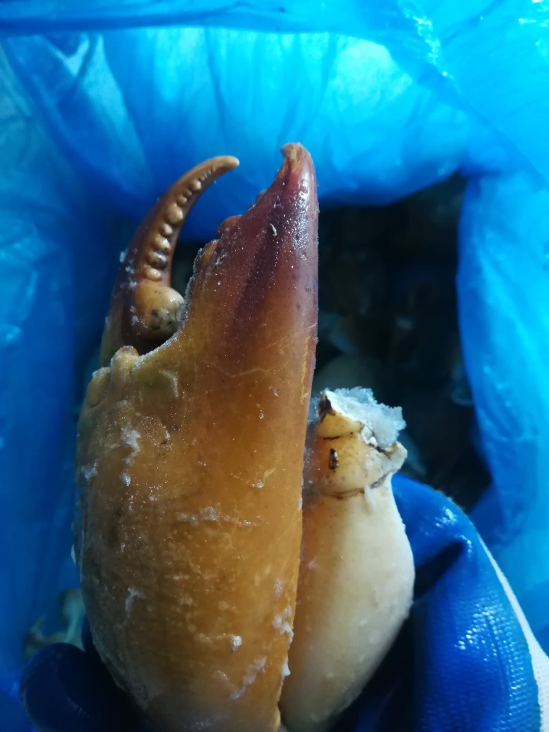 螃蟹钳（腿）