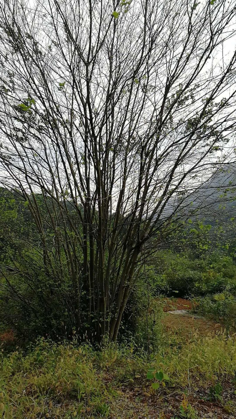 精品大叶丛生朴树80---200公分不等
