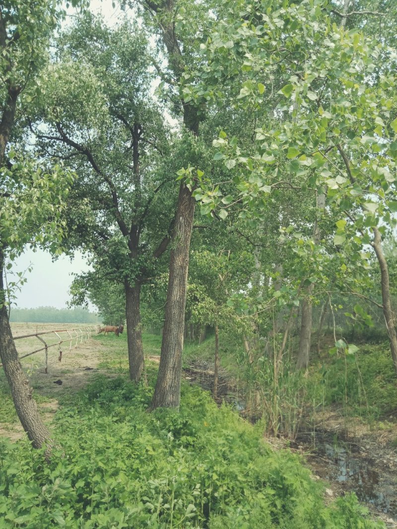 杜梨树出售