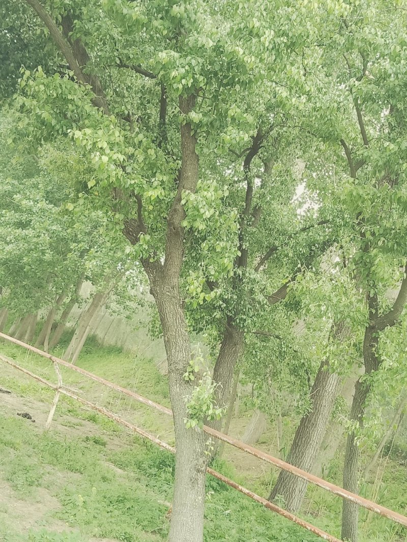杜梨树出售