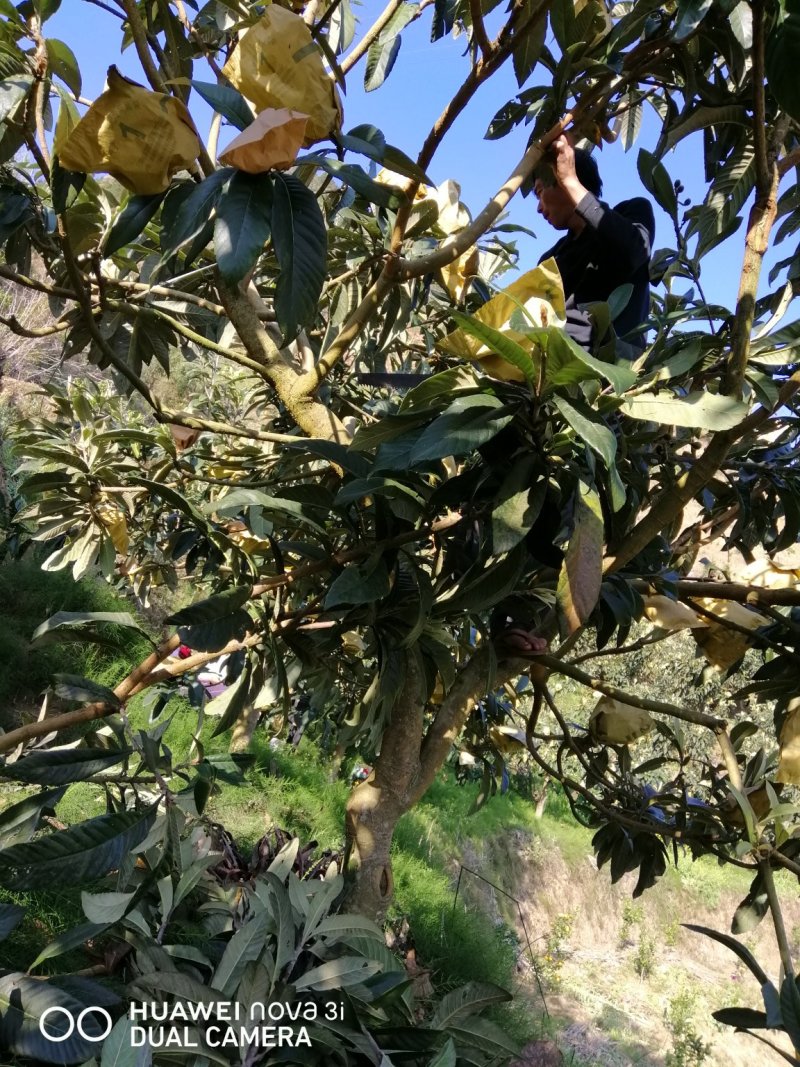 优质大叶子枇杷苗，品种纯正