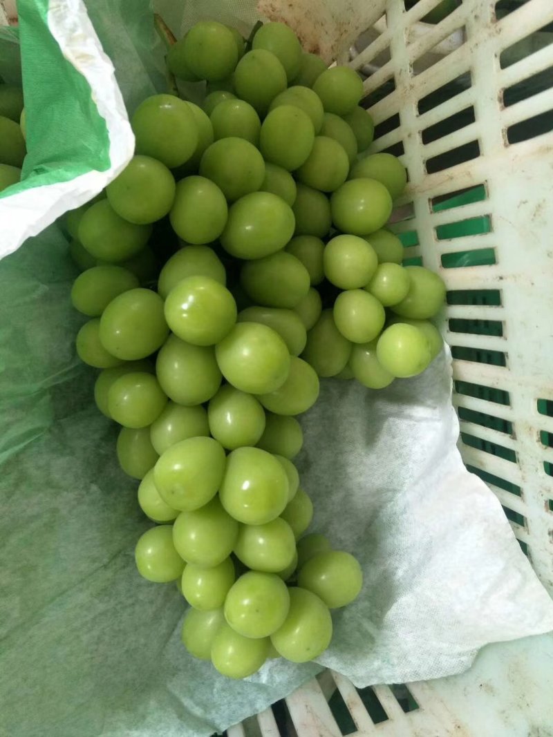 云南阳光玫瑰大量上市需要联系质量保证欢迎定购！
