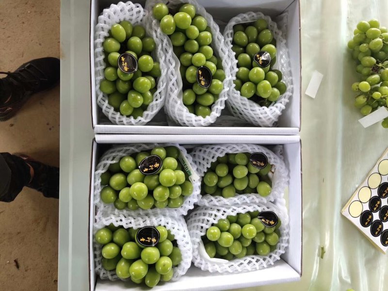云南阳光玫瑰大量上市需要联系质量保证欢迎定购！
