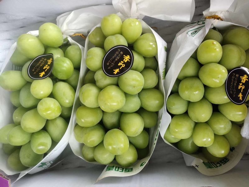 云南阳光玫瑰大量上市需要联系质量保证欢迎定购！