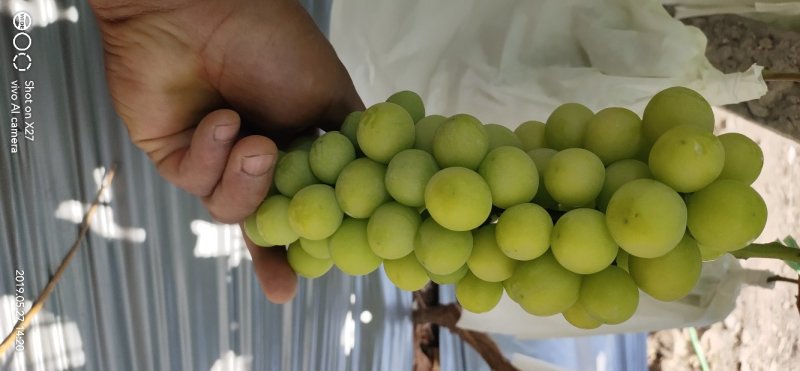 云南阳光玫瑰大量上市需要联系质量保证欢迎定购！