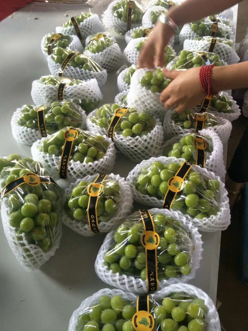 云南阳光玫瑰大量上市需要联系质量保证欢迎定购！