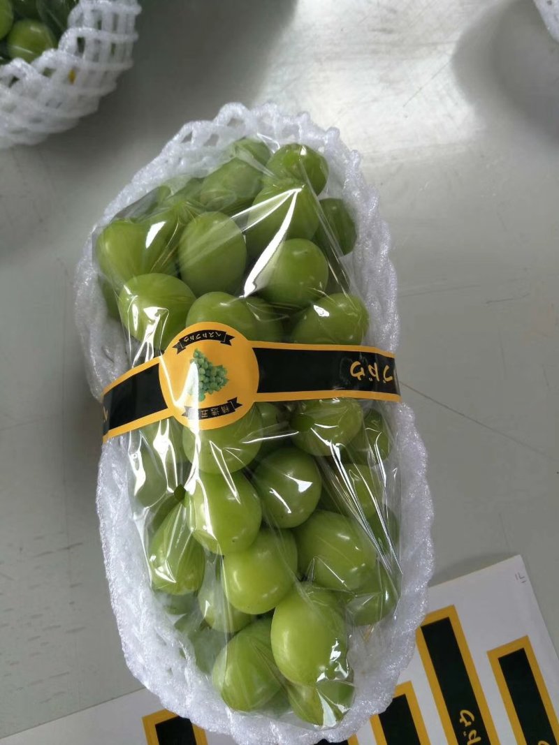 云南阳光玫瑰大量上市需要联系质量保证欢迎定购！