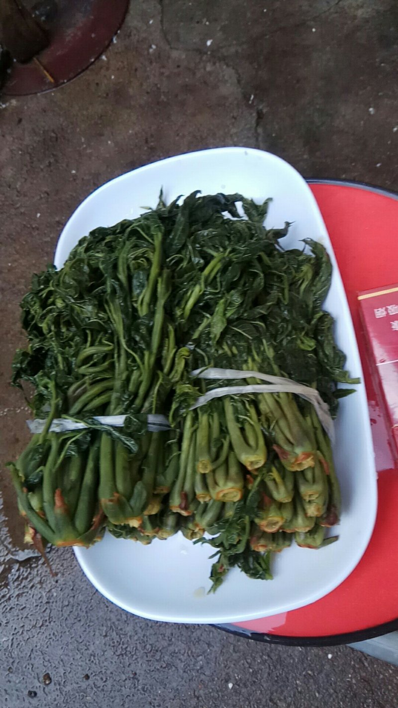香椿芽咸菜头芽香椿咸菜，2芽咸菜寻全国各地批发商