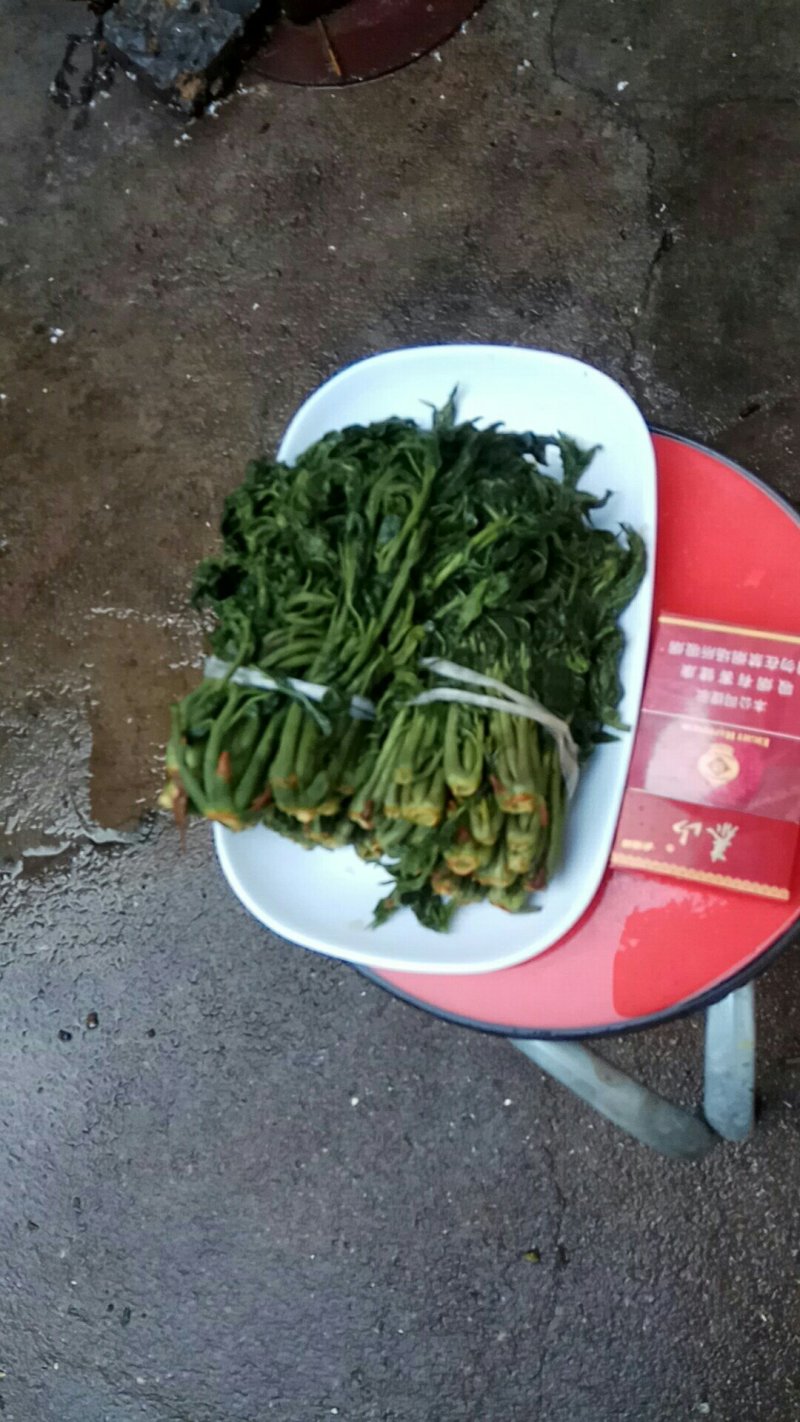头芽香椿芽咸菜，2芽香椿咸菜，常年供货，寻全国各地批发商